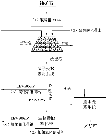 A method for bacteria leaching uranium from carbon-silicon mudstone-type uranium ore