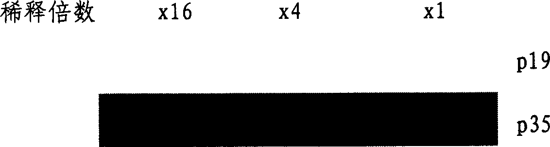 Preparation method for tumour cell comprising interleukin-23 gene and its use