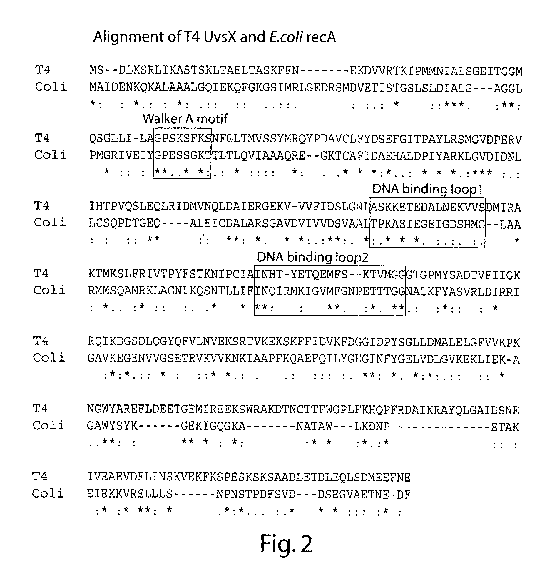 Recombinase polymerase amplification