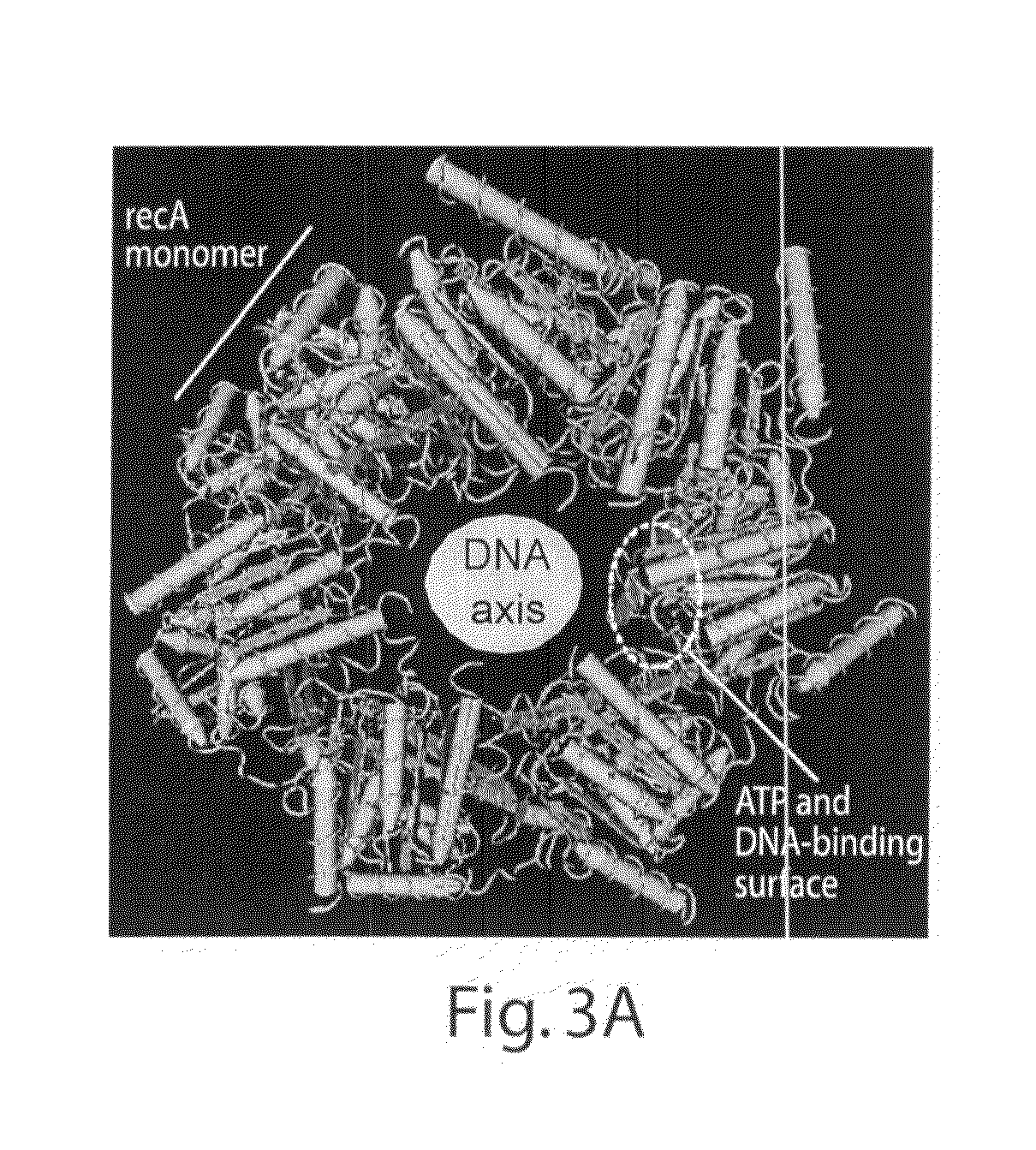 Recombinase polymerase amplification