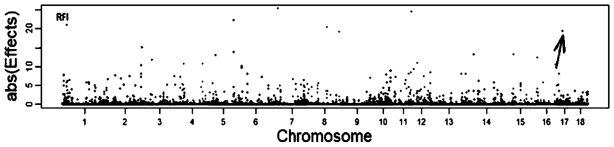 Molecular genetic marker for pig remaining feed intake characters and application