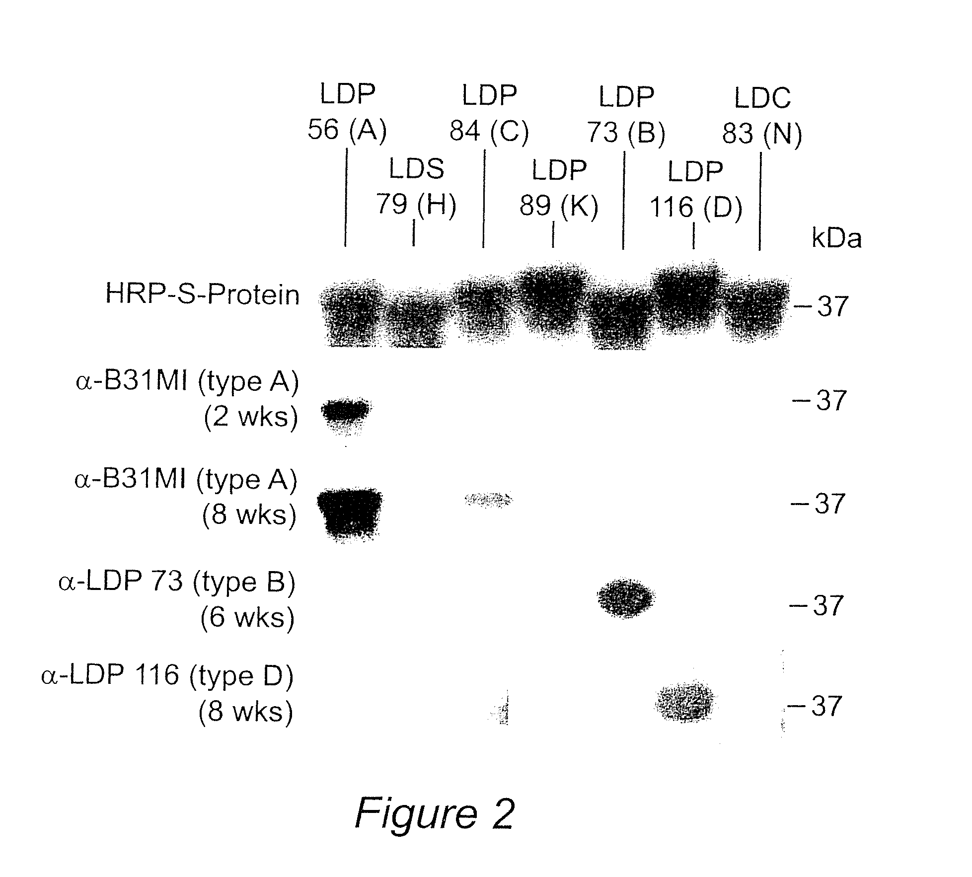 Polyvalent chimeric ospc vaccinogen and diagnostic antigen