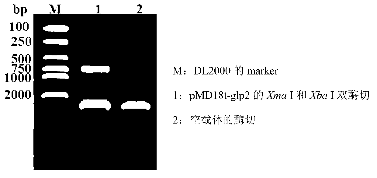 Construction method and application of recombinant lactobacillus acidophilus for expressing glucagon-like peptide-2