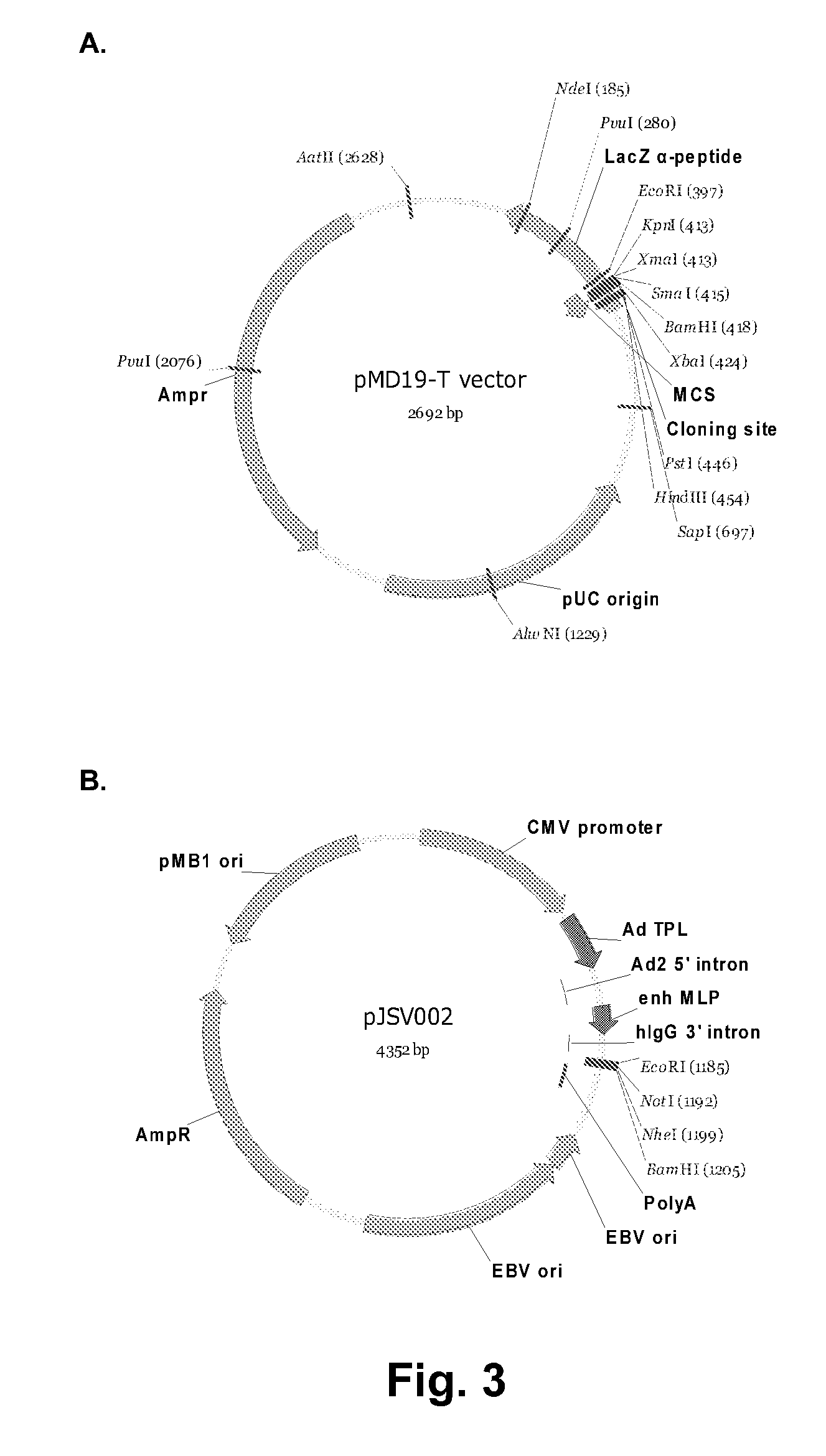 Anti-NKG2A antibodies and uses thereof