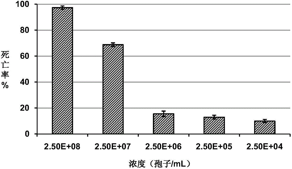 Insecticidal toxicity evaluation method of green muscadine fungus and chlorantraniliprole combined utilization