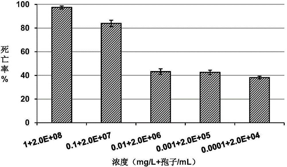 Insecticidal toxicity evaluation method of green muscadine fungus and chlorantraniliprole combined utilization