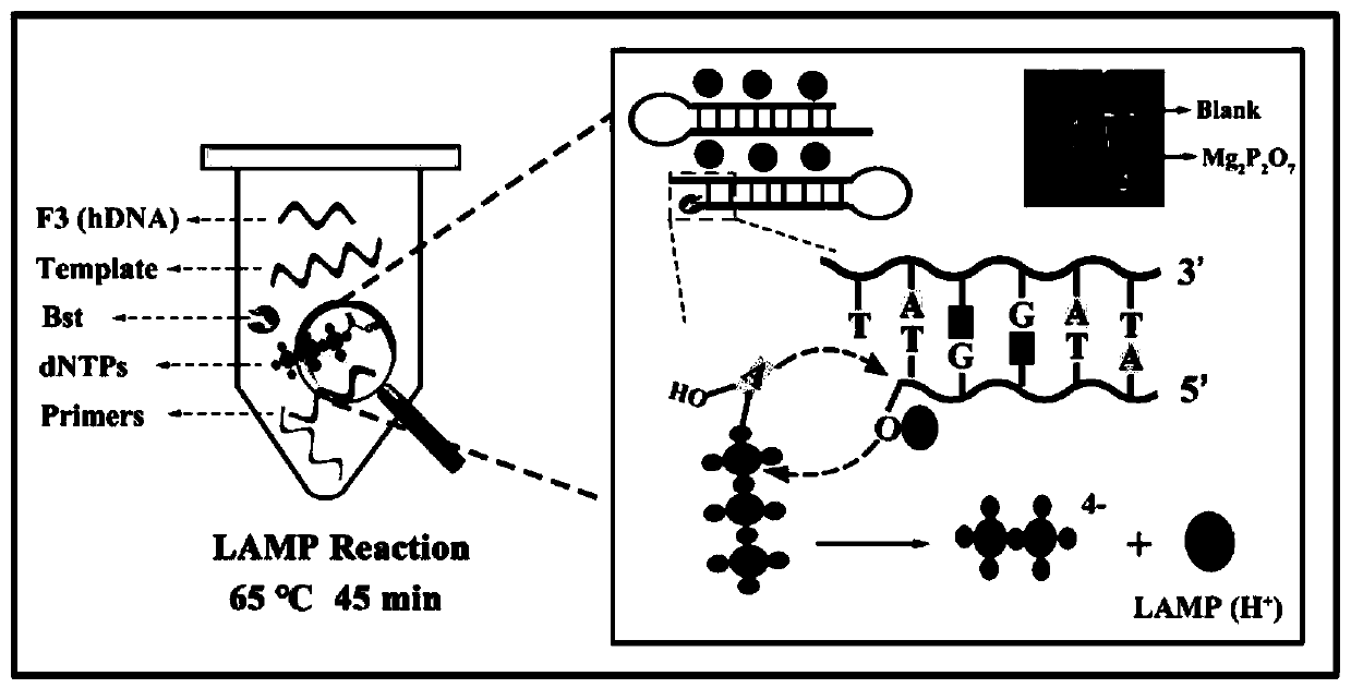 Ratio-type electrochemical biosensor for eliminating LAMP background interference, construction method and application