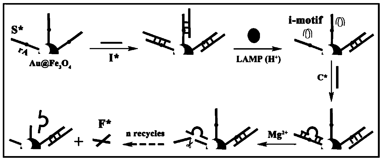 Ratio-type electrochemical biosensor for eliminating LAMP background interference, construction method and application