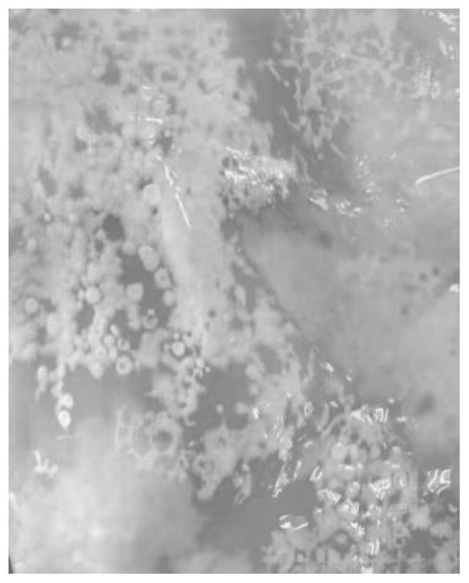 Method for purifying bacterial cellulose membrane and application thereof