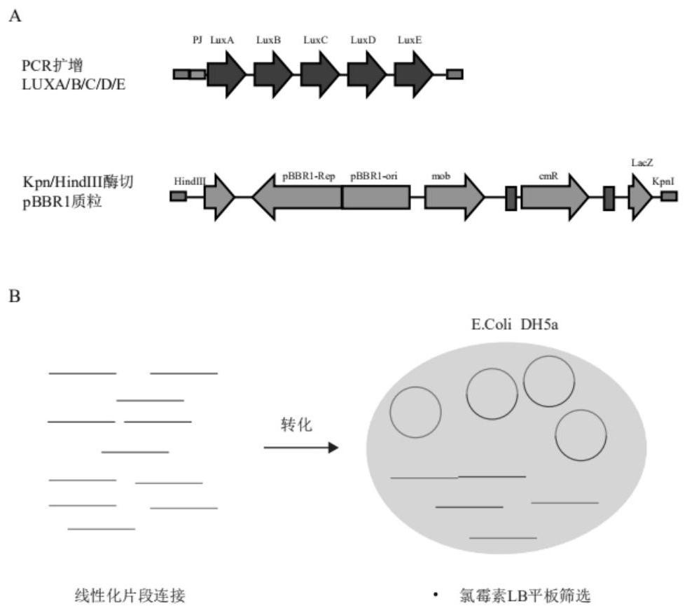 High-wine-yield Klebsiella expressing luciferase and application thereof