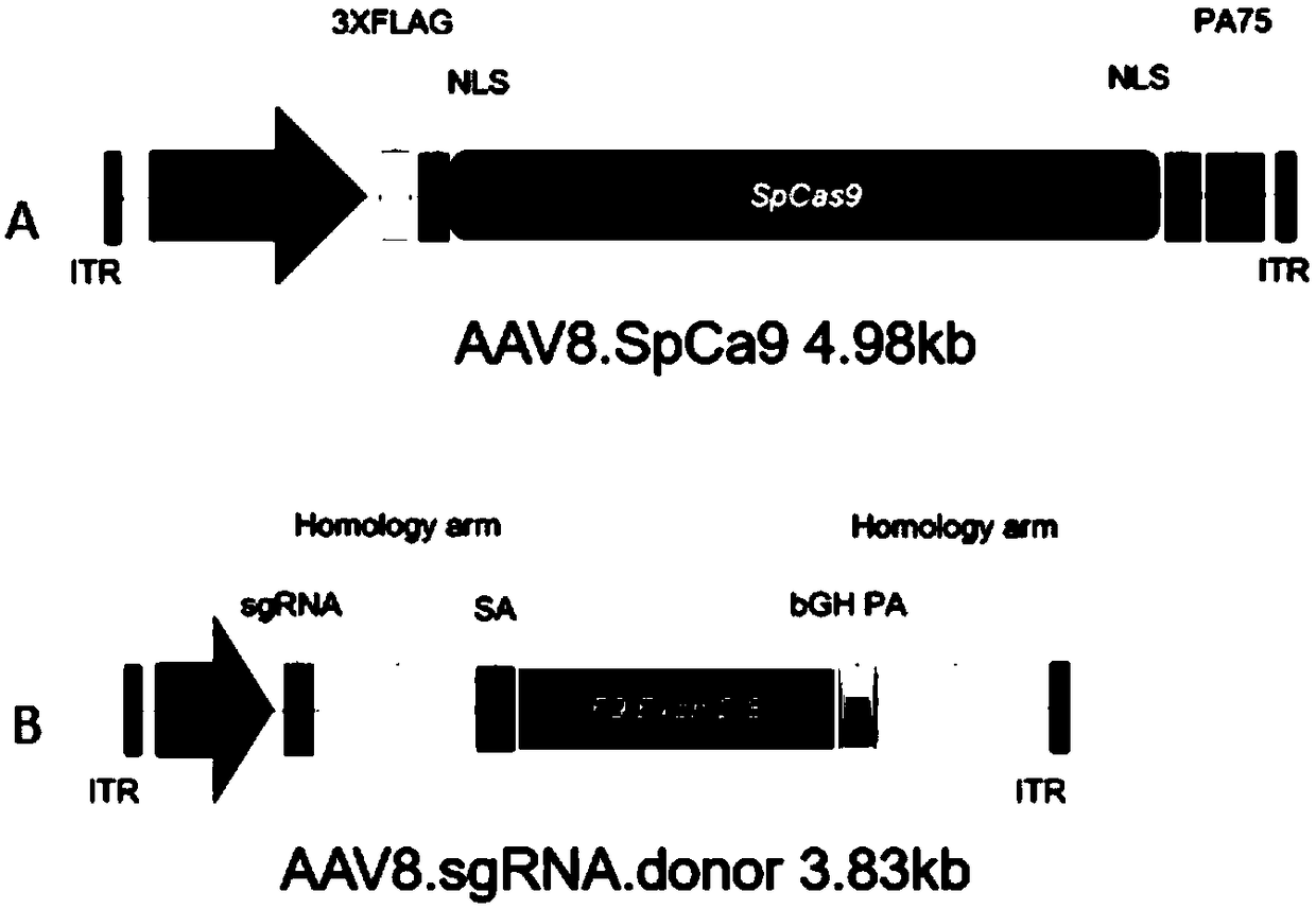 Composition for improving coagulation activity of patient with type B hemophilia, medicine and sgRNA (small guide Ribonucleic Acid)