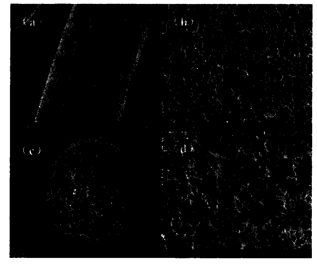 A kind of continuous cellulose airgel fiber and its preparation method