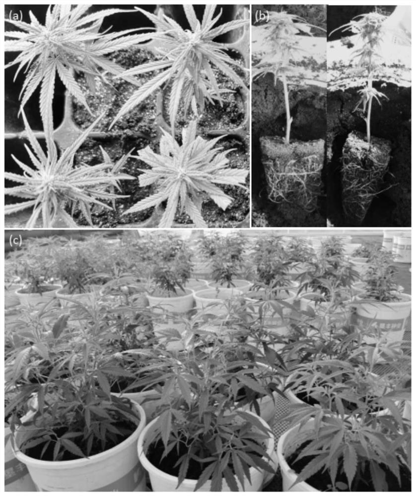 Parthenocarpy breeding method of industrial hemp and application of parthenocarpy breeding method