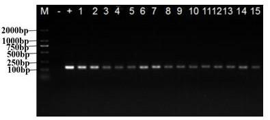 PCR identification method for kangfuxin solution