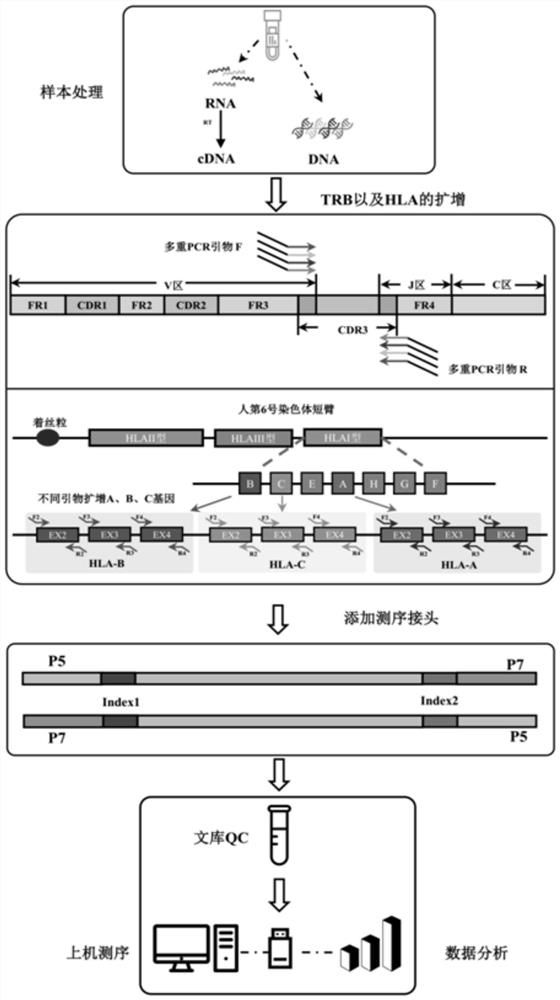 Method and application for simultaneously detecting TCR (T cell receptor) and HLA (human leukocyte antigen) genotypes