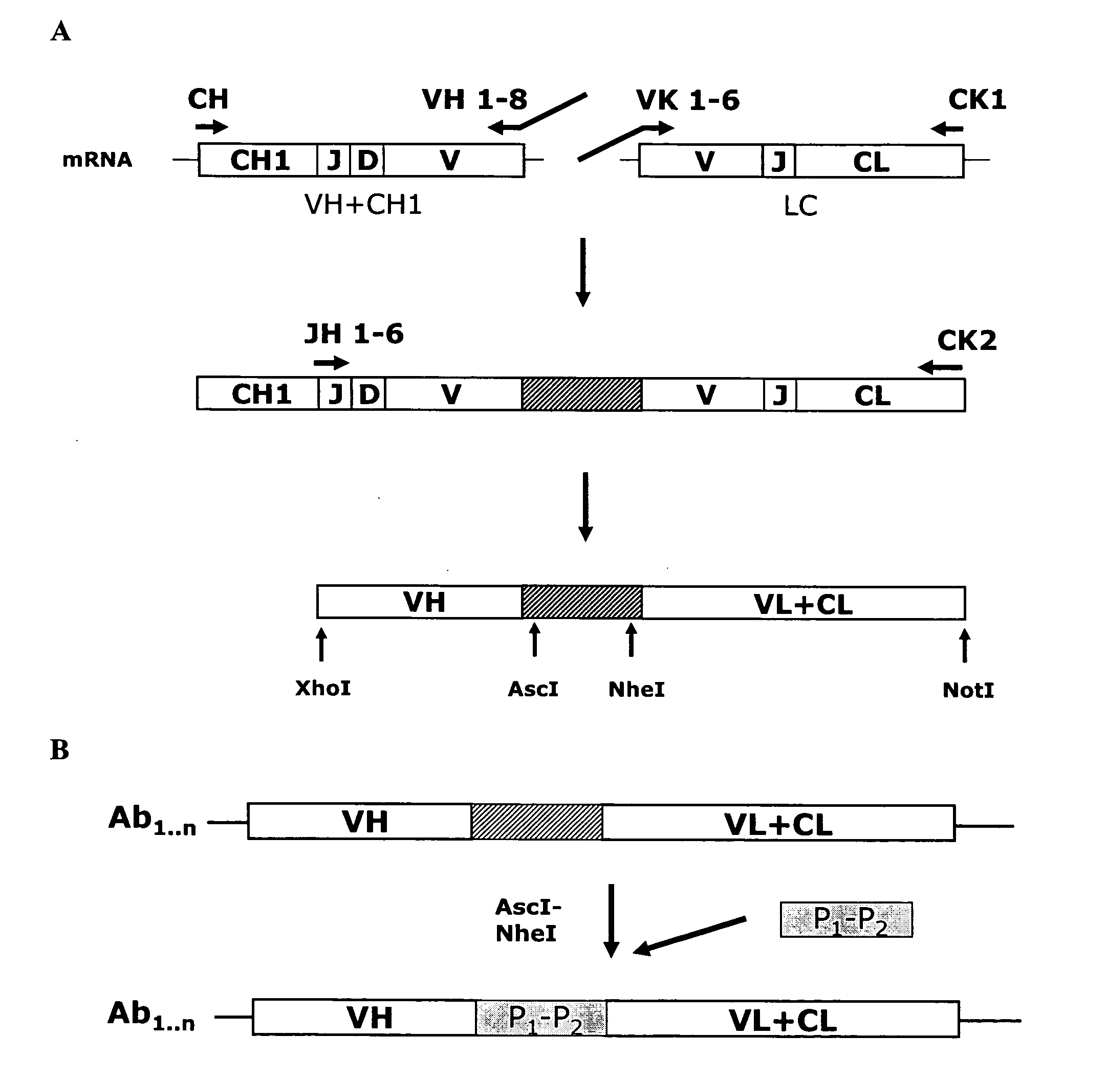 Anti-orthopoxvirus recombinant polyclonal antibody