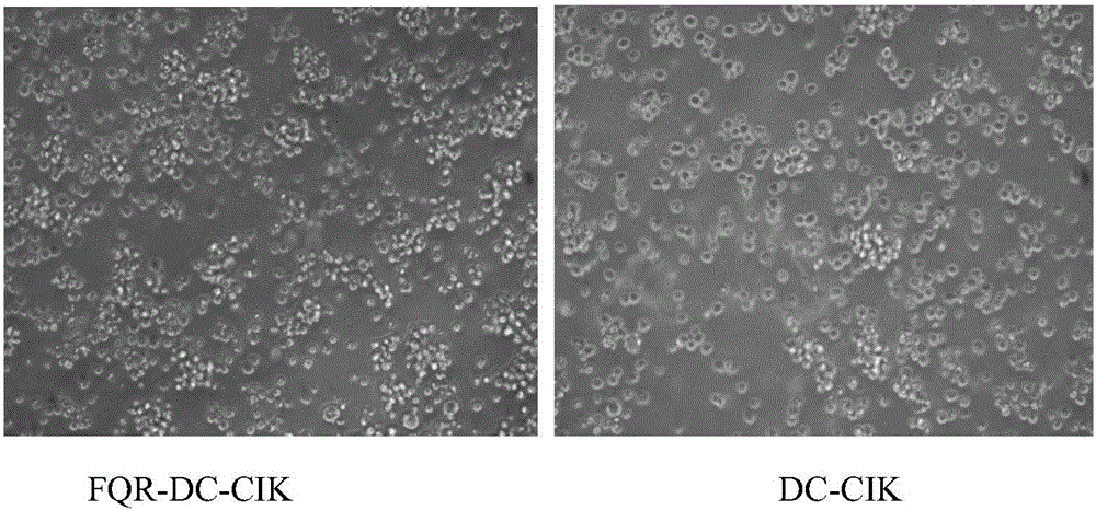 Astragalus extract FQR-8 and application of astragalus extract FQR-8 in tumor cell immunotherapy