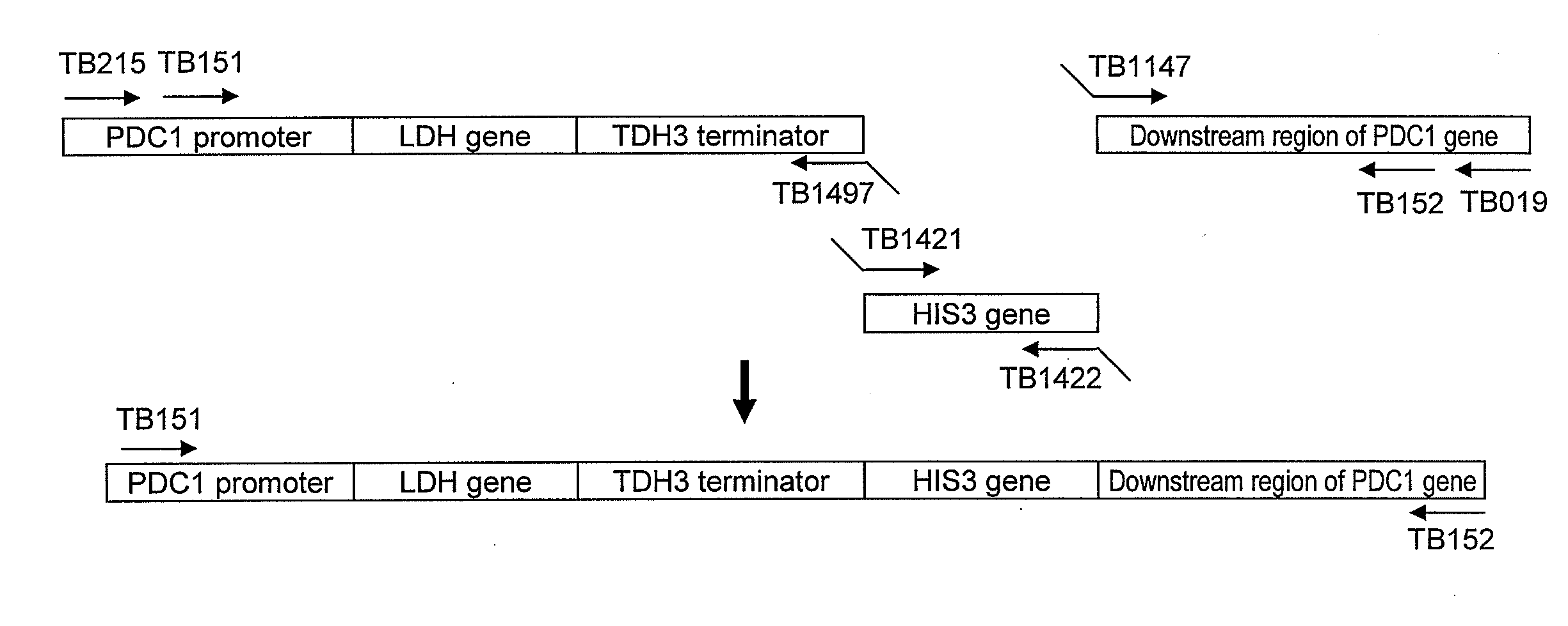 Yeast mutant and substance production method using the same