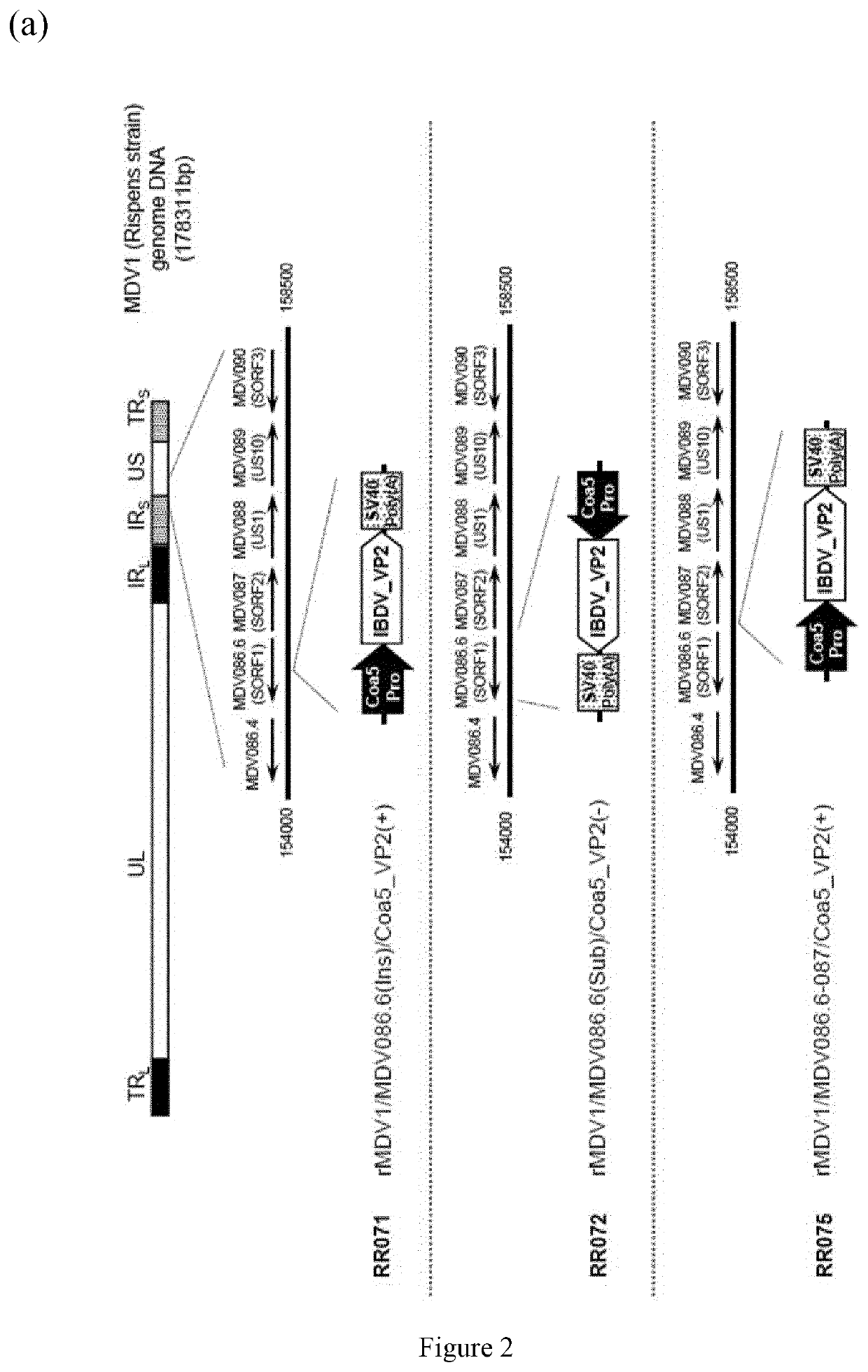 Recombinant viruses and the uses thereof