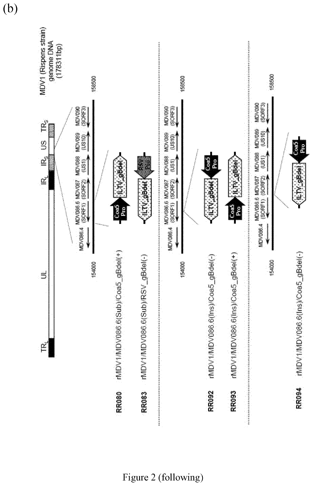 Recombinant viruses and the uses thereof