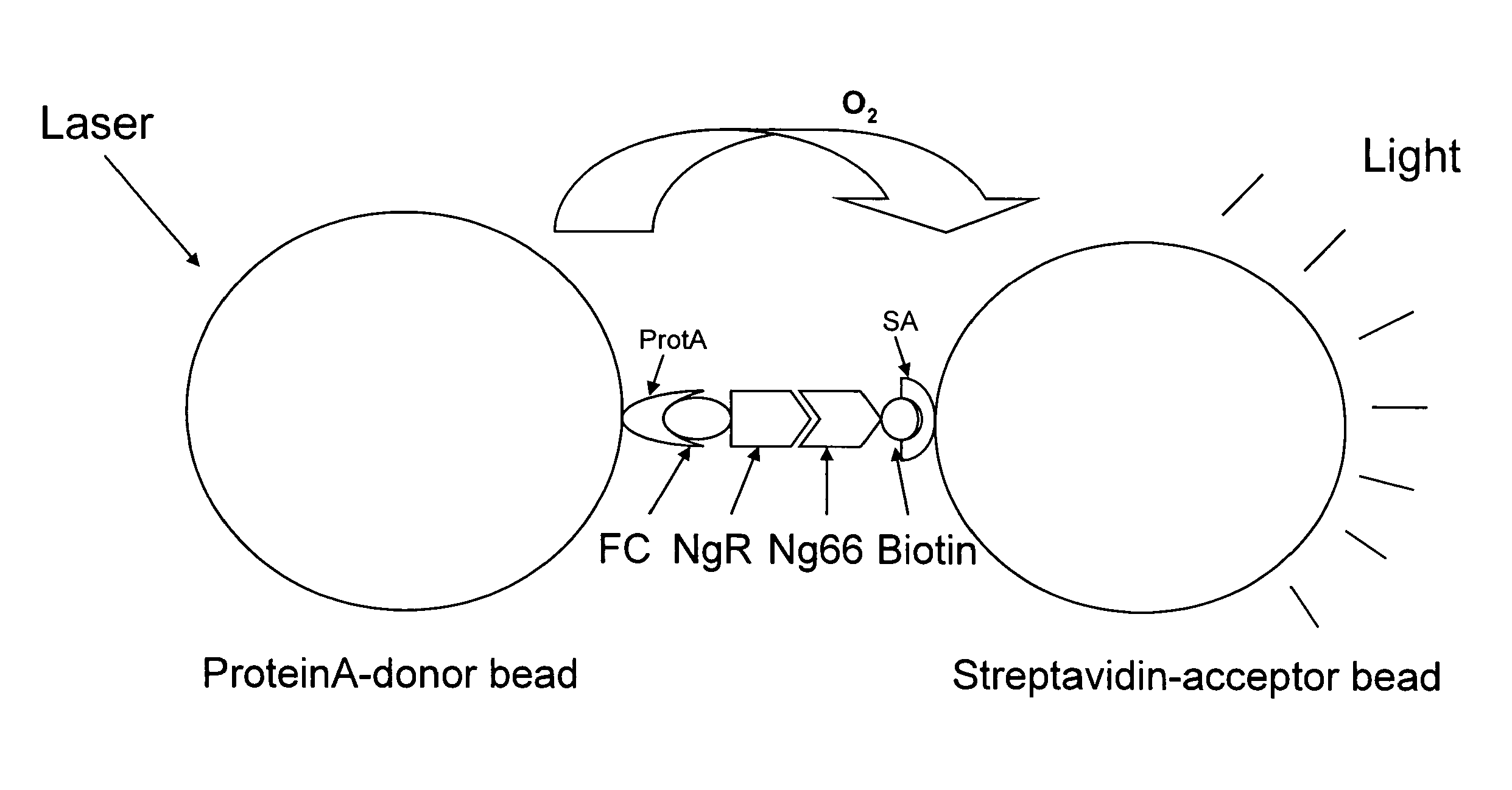 Nogo Receptor Binding Small Molecules to Promote Axonal Growth