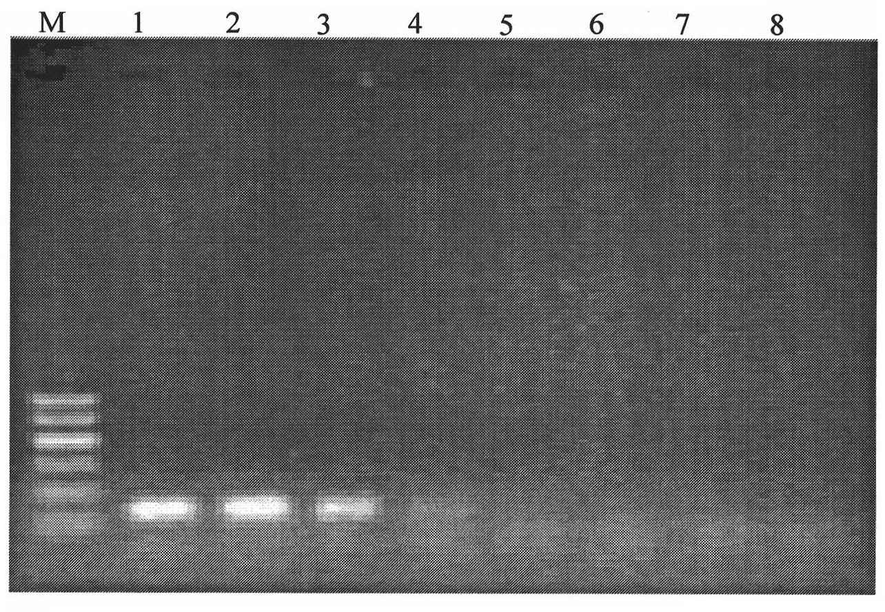 Method for detecting pathogenic bacteria columnar flavobacterium of alepidote fish and detection kit