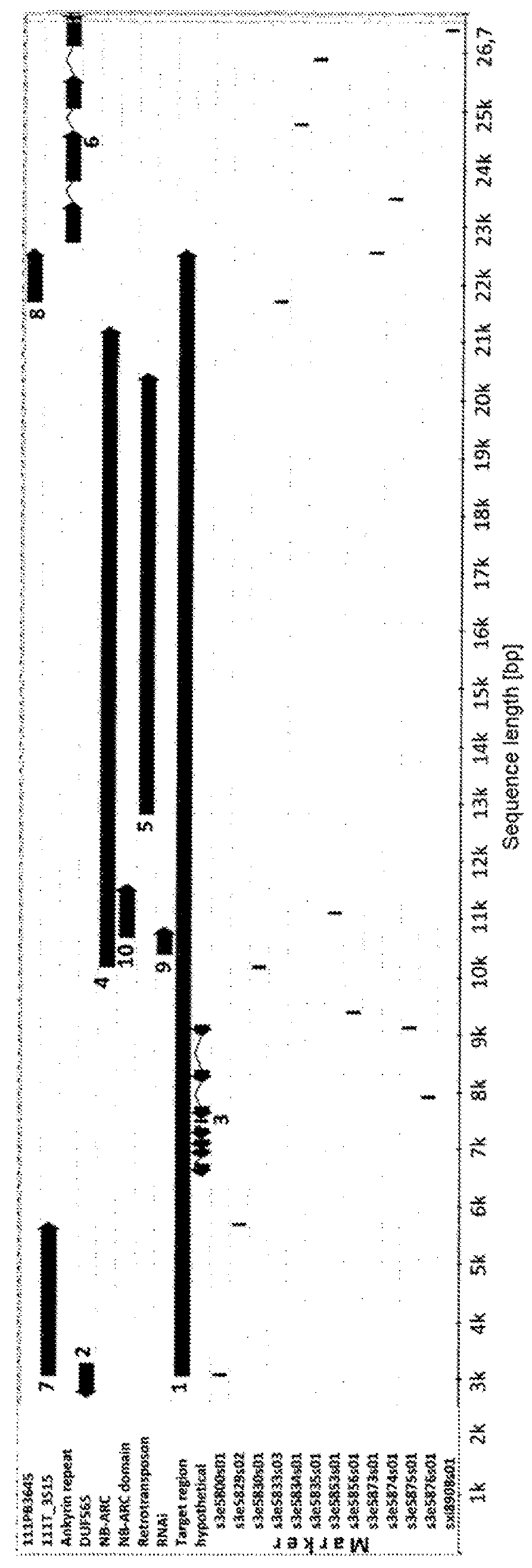 Rhizomania-resistant gene