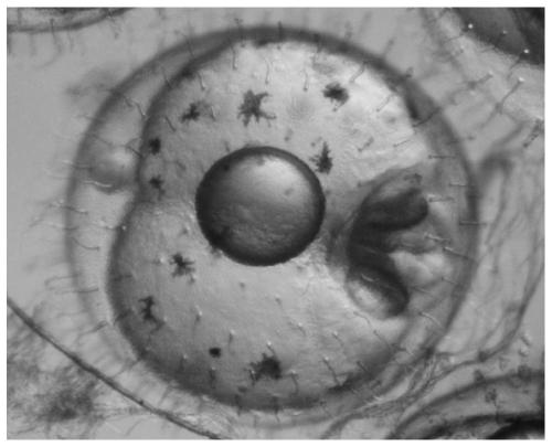 Oryzias melastigma fertilized egg hatching method