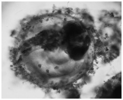 Oryzias melastigma fertilized egg hatching method