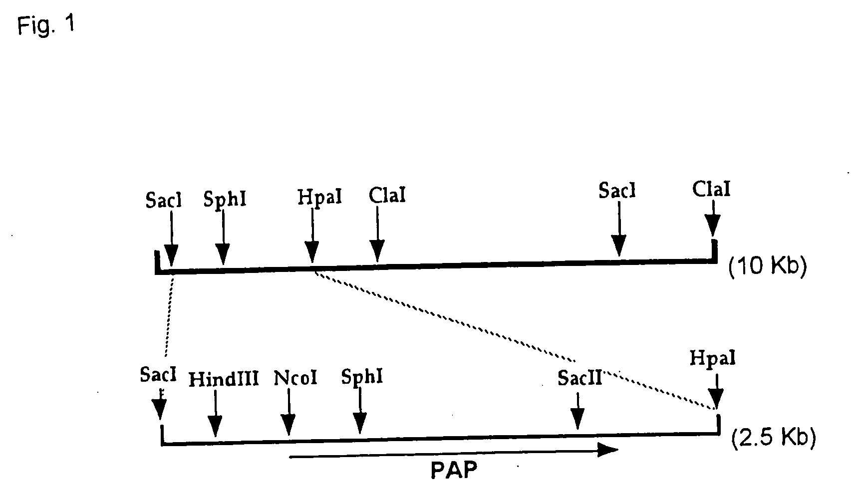 Novel polyphosphate:amp phosphotransferase