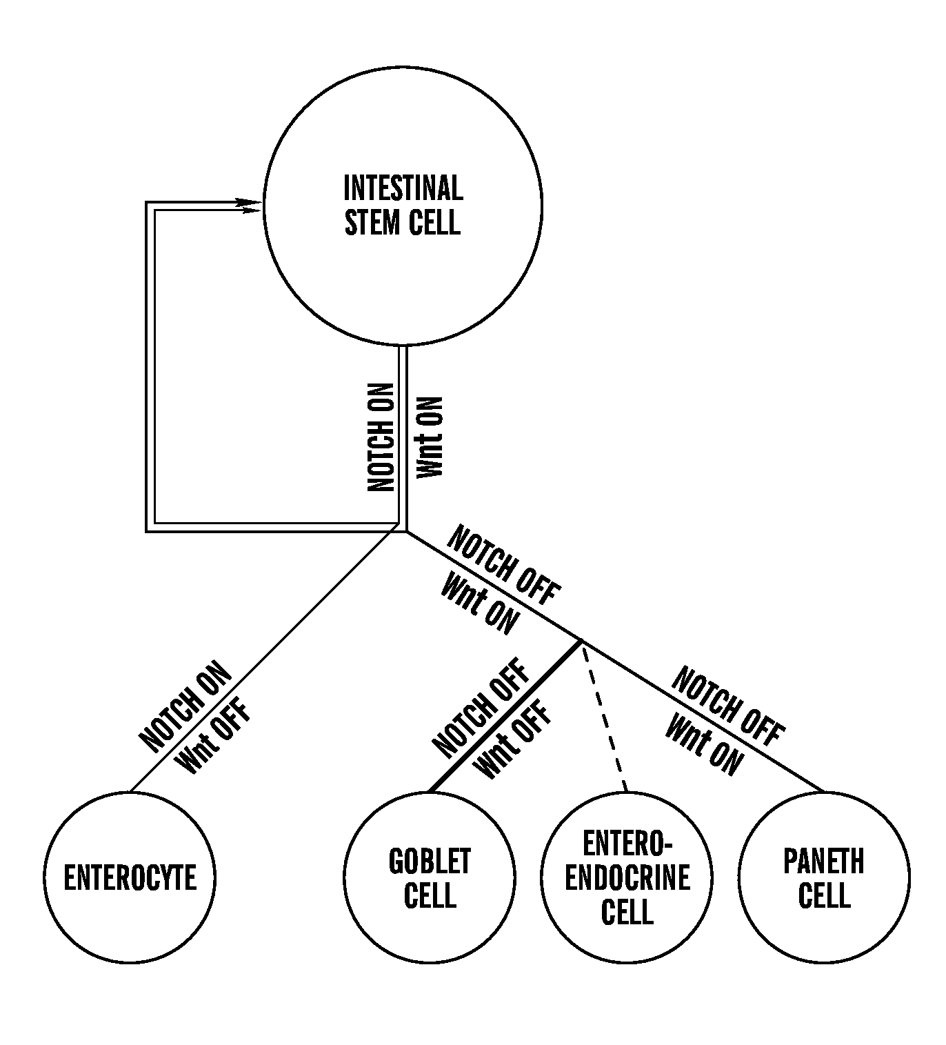 Compositions And Methods For Epithelial Stem Cell Expansion And Culture