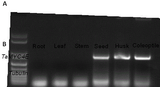 Wheat new gene ThMYC4E for regulating anthocyanin synthesis and metabolism