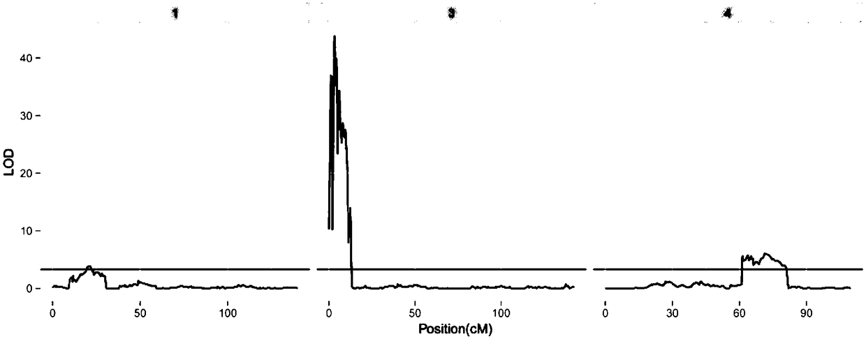 Method for identifying quantitative trait loci (QTL) and genes related to tender skin colors of cucumbers