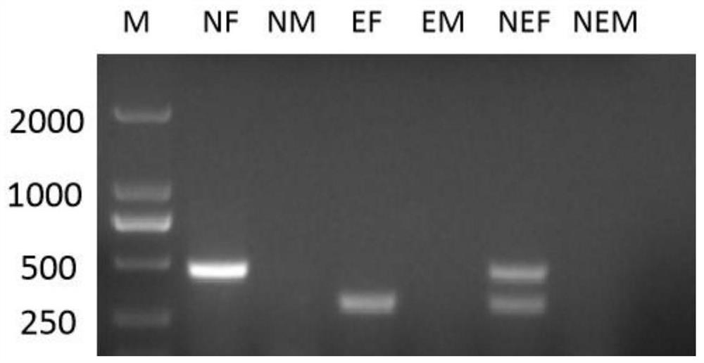 Primer composition, kit and method for identifying early sex of pigeon