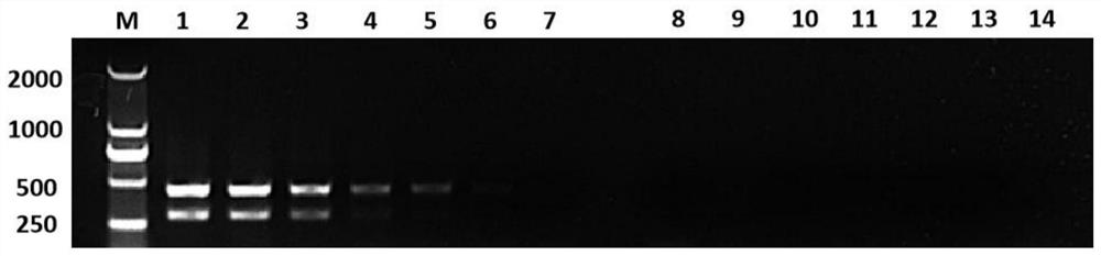 Primer composition, kit and method for identifying early sex of pigeon