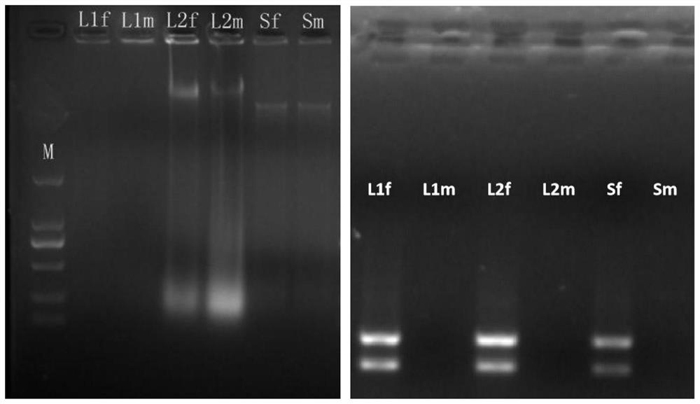 Primer composition, kit and method for identifying early sex of pigeon