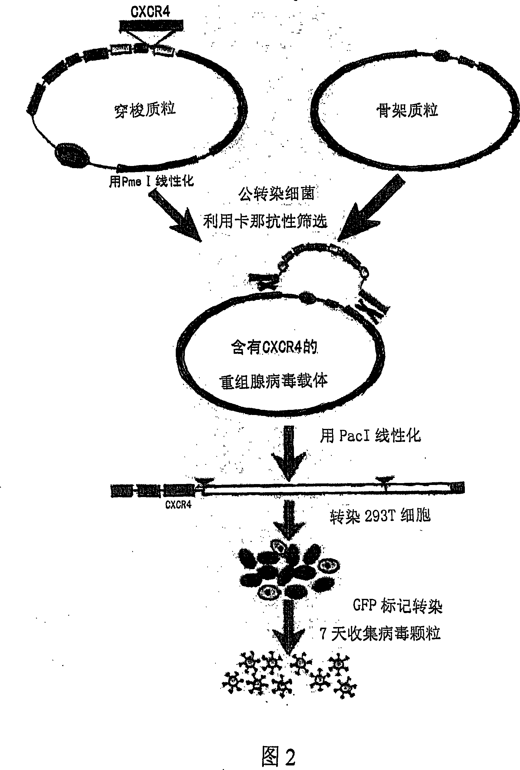 Transgenic mesenchyma stem cell for curing radiation enteritis and method of producing the same