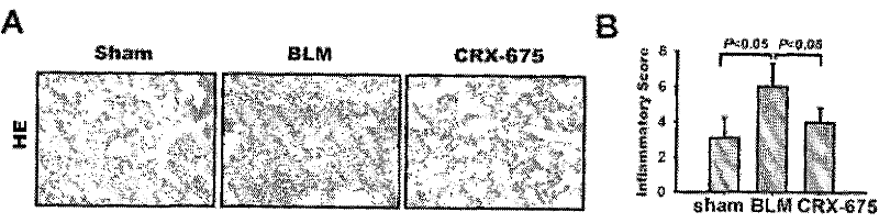 Use of toll-like receptor 4 agonist crx-675 against pulmonary fibrosis