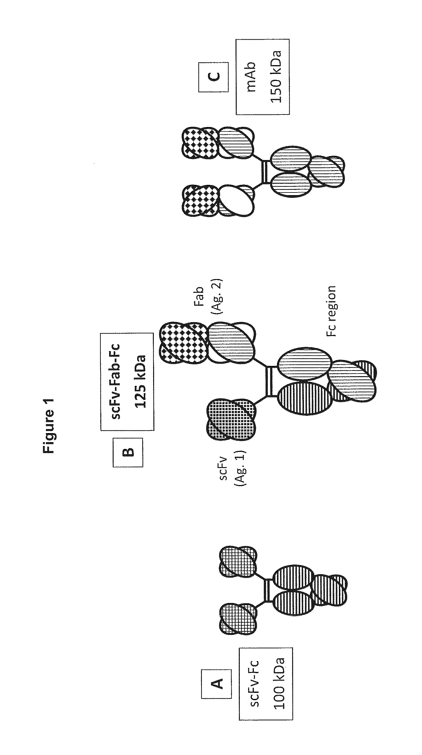 Novel heterodimeric proteins