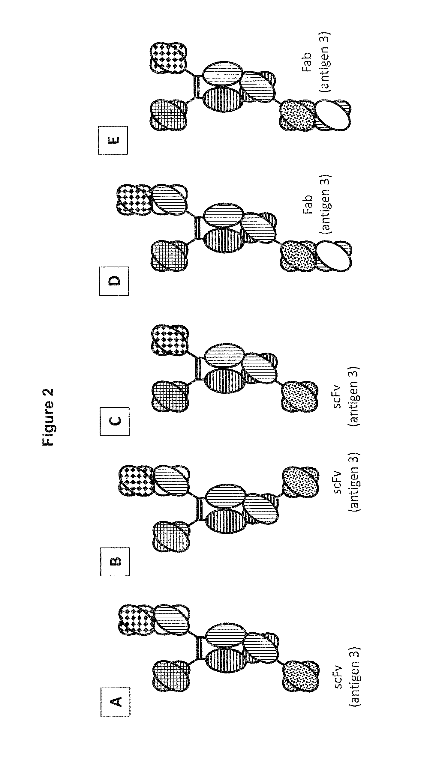 Novel heterodimeric proteins