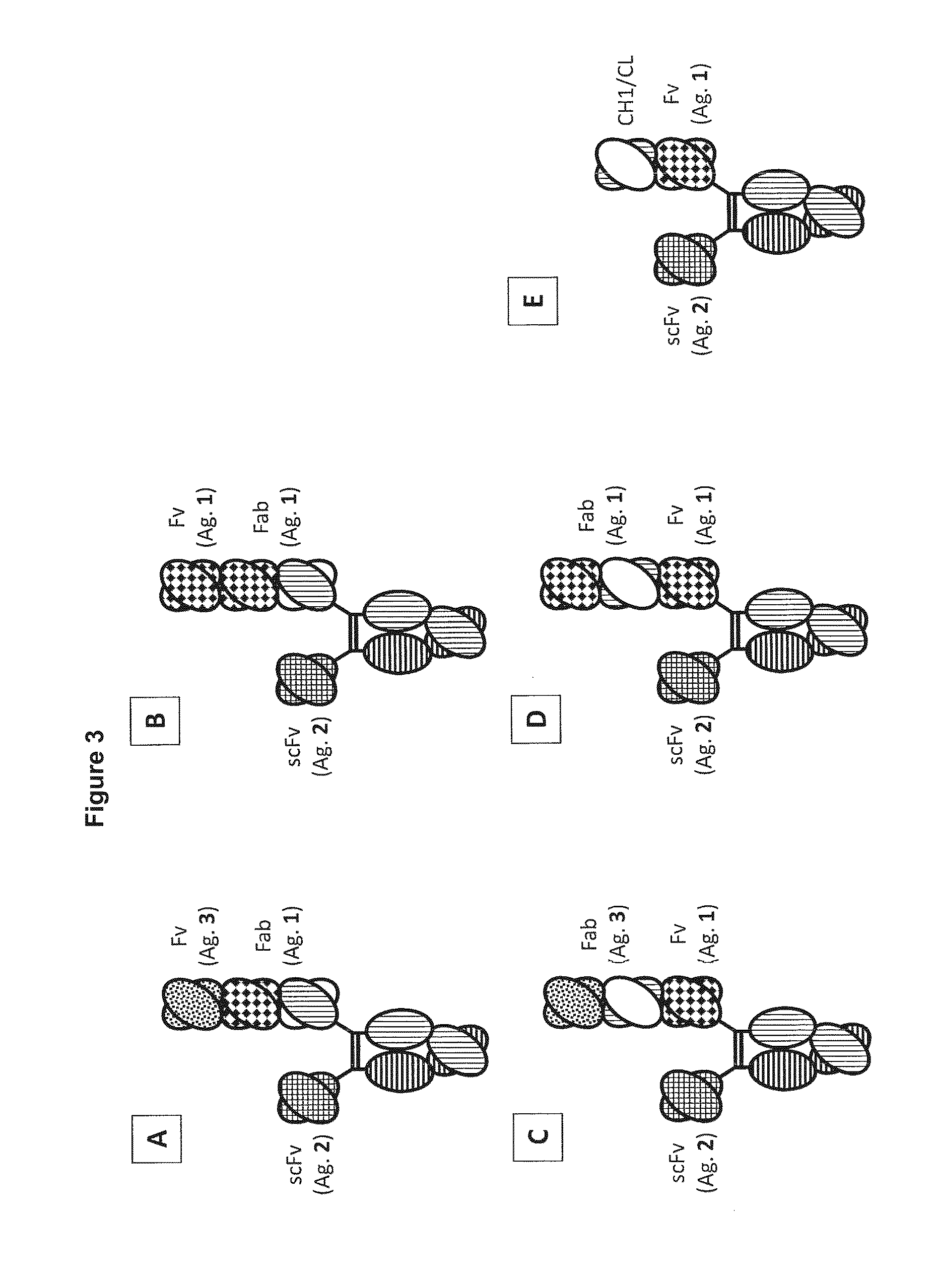 Novel heterodimeric proteins