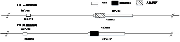 CX3CR1 gene humanized non-human animal as well as construction method and application thereof