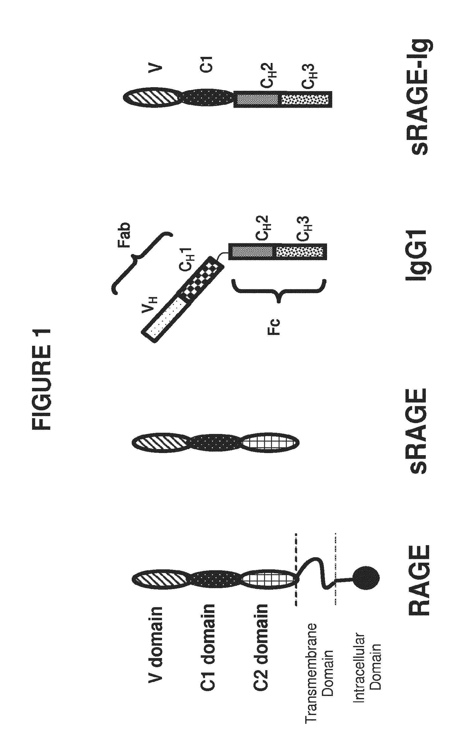 Control of Protein Glycosylation and Compositions and Methods Relating Thereto