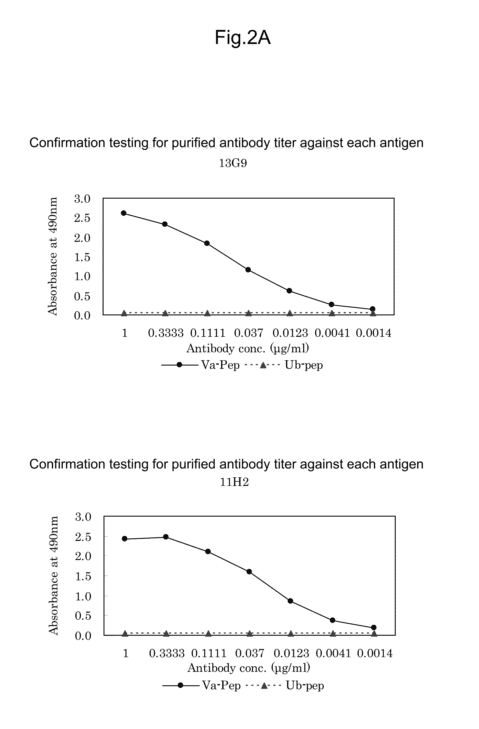 Antibody against mutant alpha-actinin-4