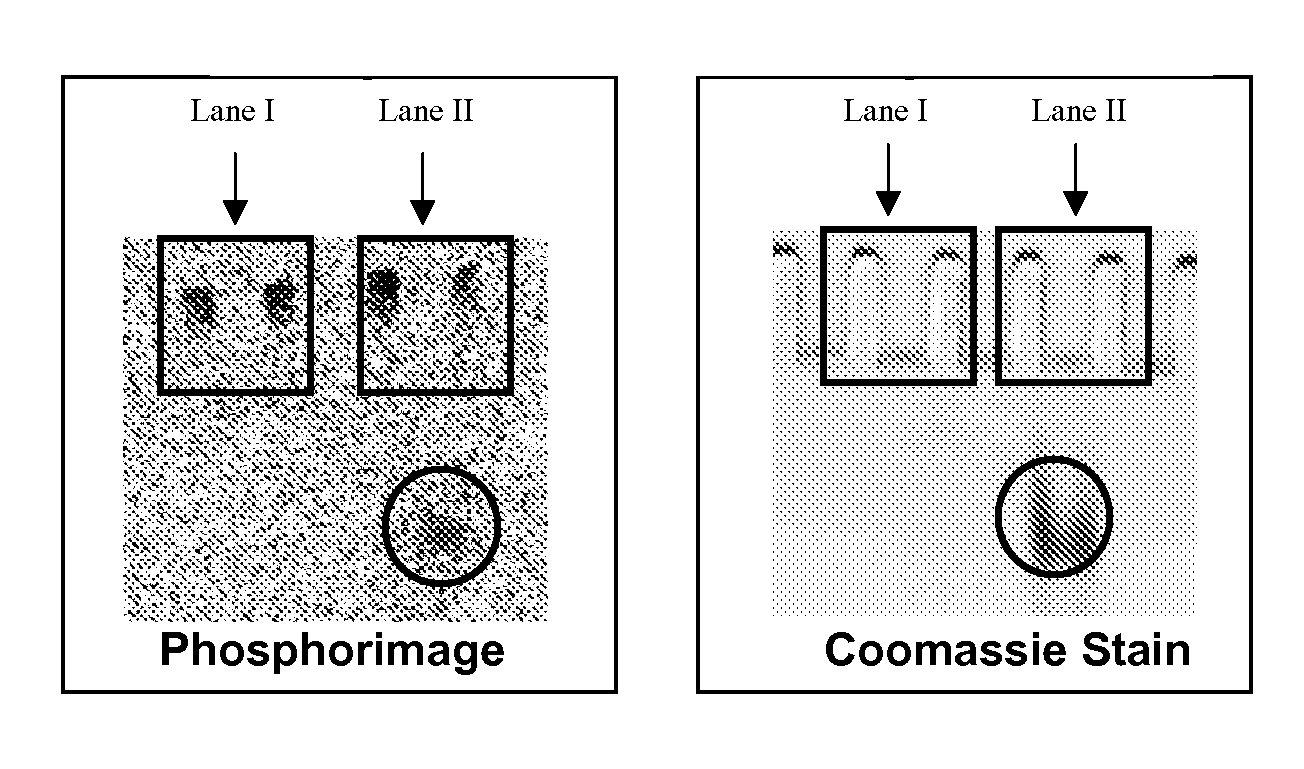 Inhibition of beta-amyloid peptide aggregation