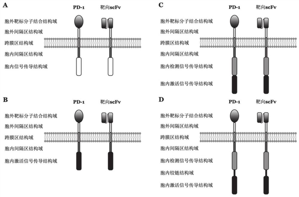 Phagocyte chimeric antigen receptor and application thereof