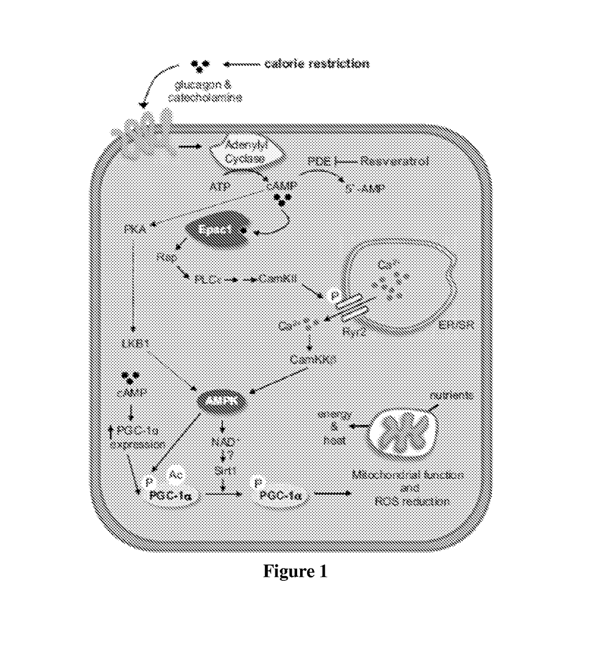 Compositions and methods for increasing energy metabolism