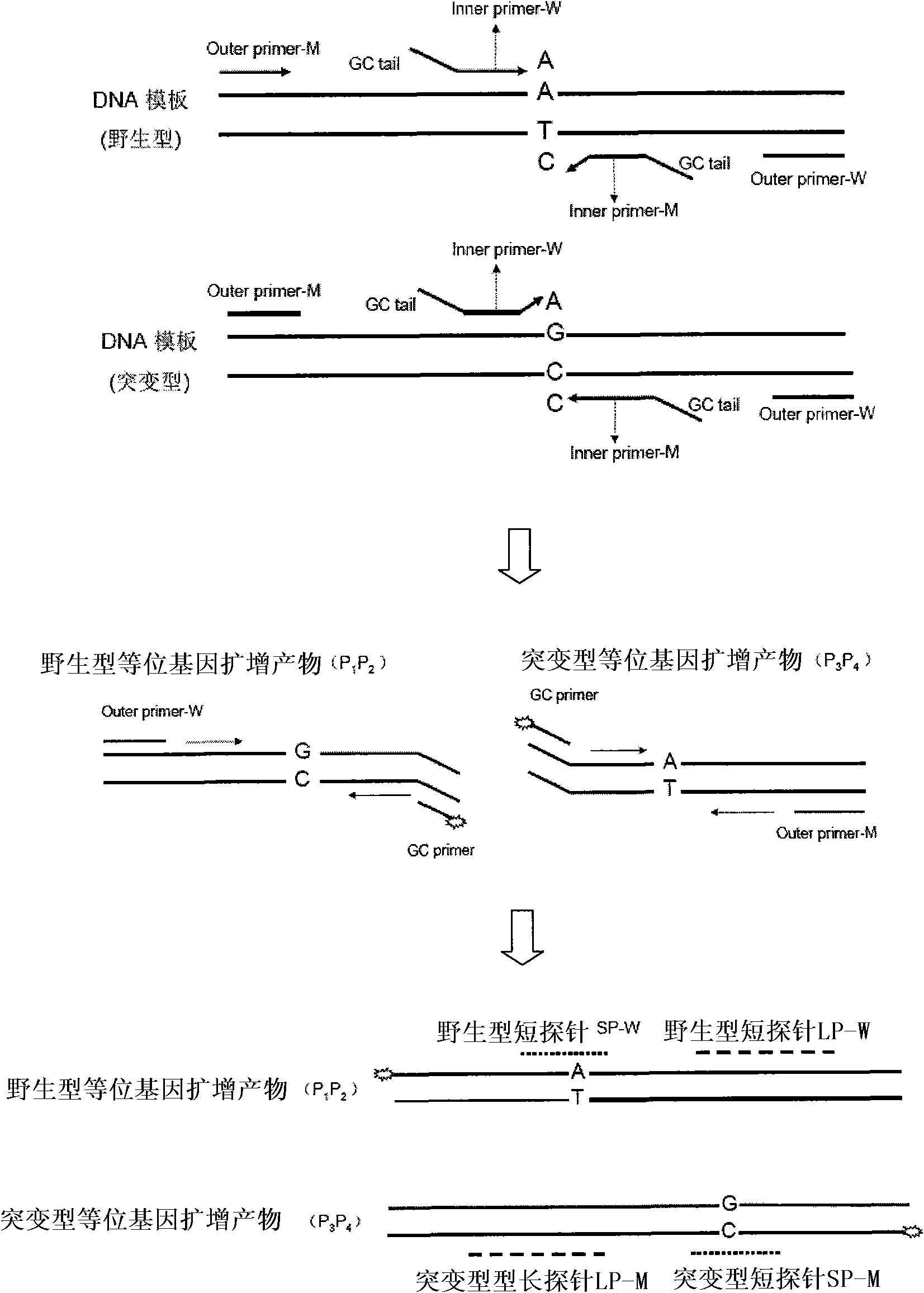 Method for detecting related gene mutations of diabetes drug treatment as well as special chip and kit thereof