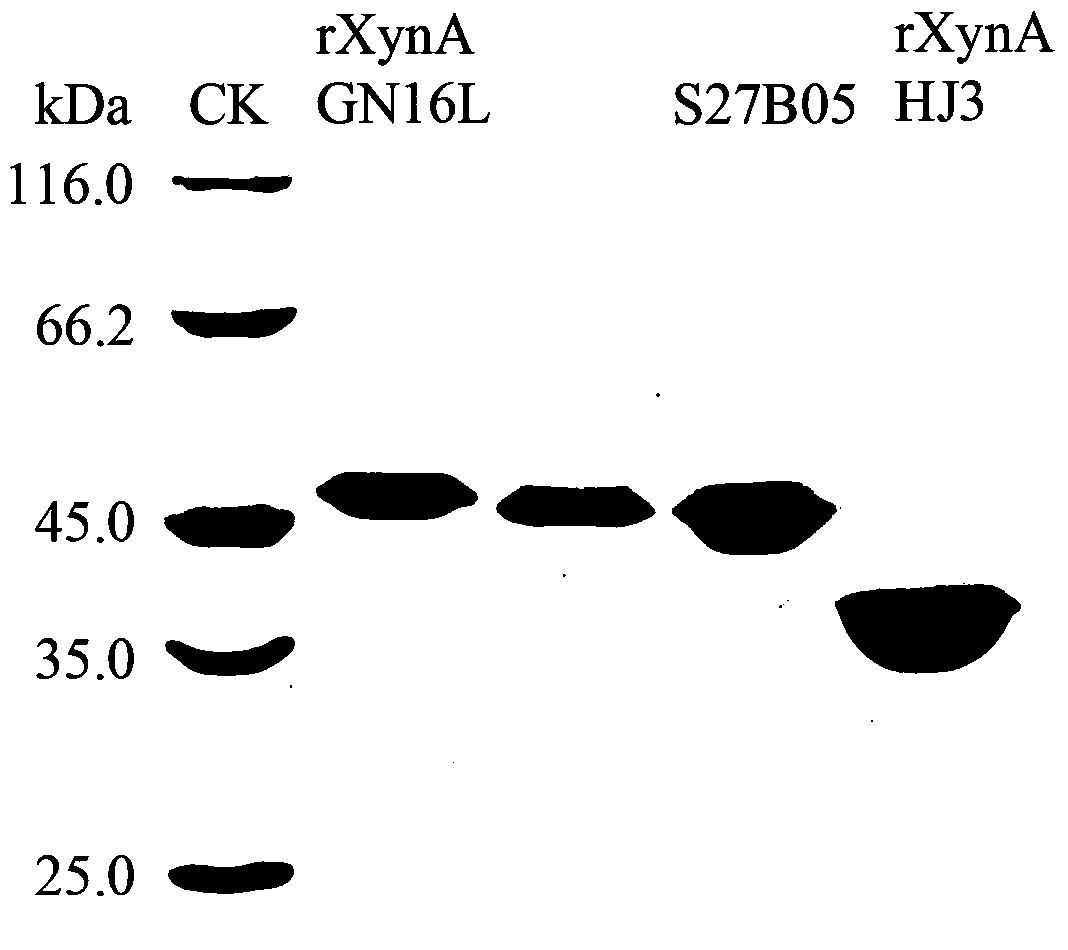 A kind of xylanase thermo-salt improved mutant and its application