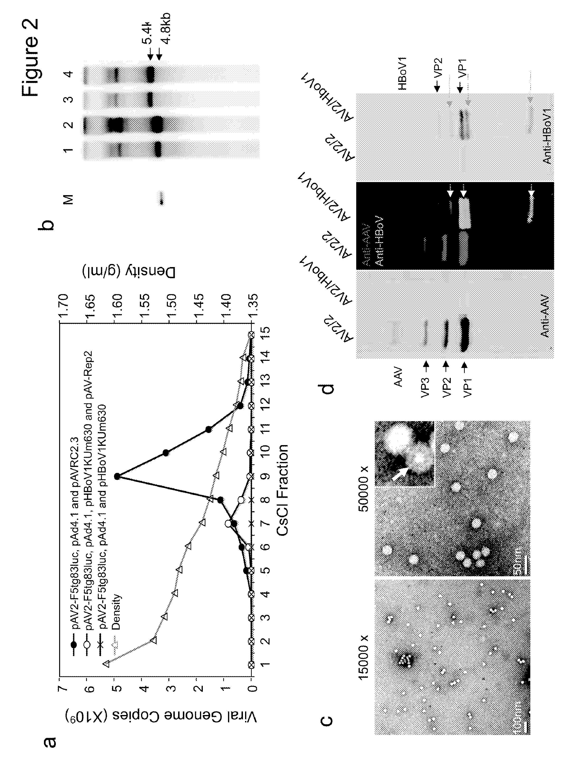 Chimeric adeno-associated virus/ bocavirus parvovirus vector